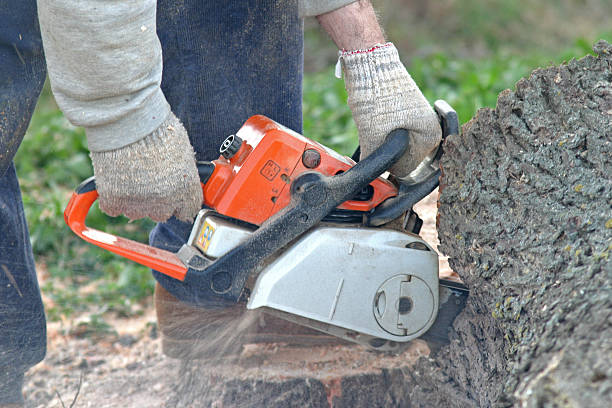 How Our Tree Care Process Works  in  Mcewen, TN