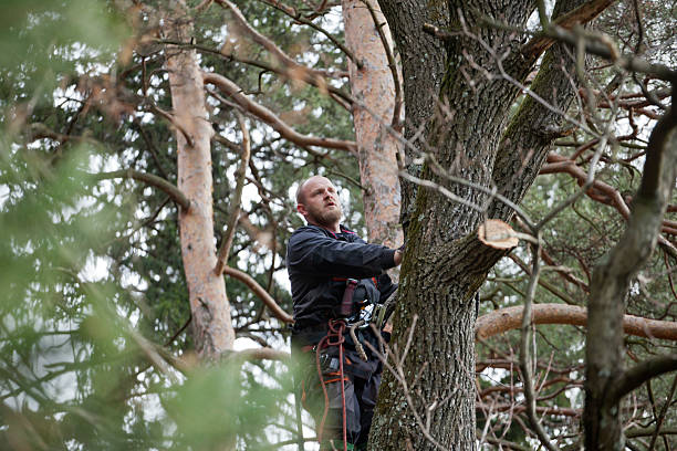 Trusted Mcewen, TN Tree Services Experts